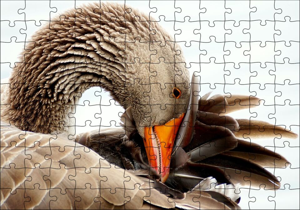 Kanadını Temizleyen Kahverengi Kaz Görseli Puzzle Yapboz MDF Ahşap 120 Parça 24 cm X 34 cm