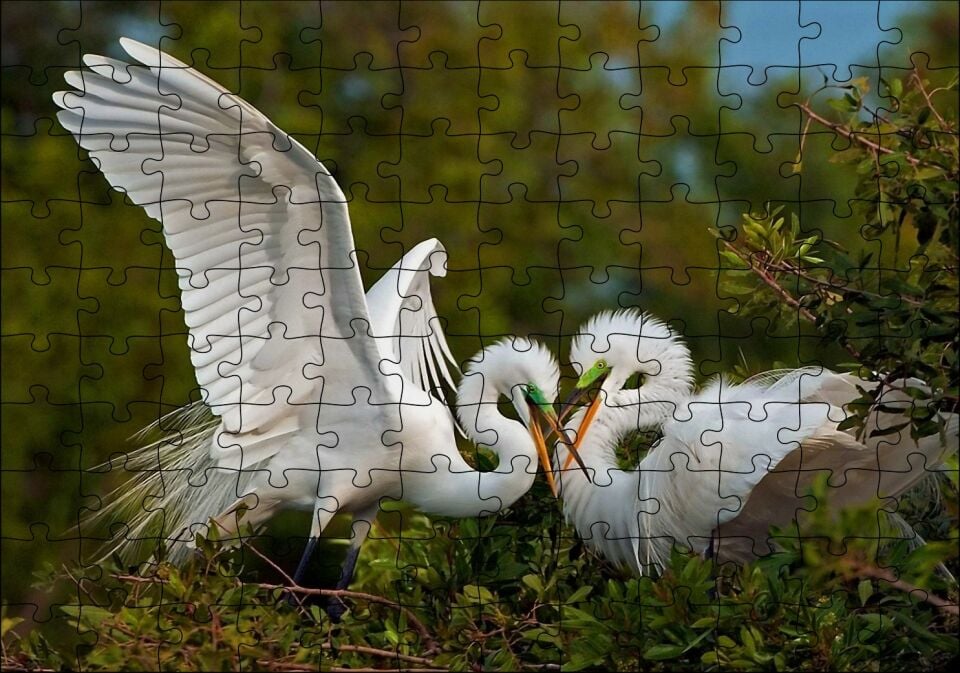 Birbirine Kur Yapan Ak Balıkçıl Kuşları Puzzle Yapboz MDF Ahşap