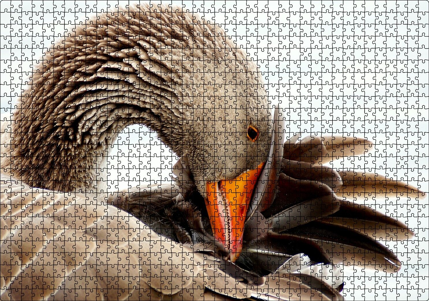 Kanadını Temizleyen Kahverengi Kaz Görseli Puzzle Yapboz MDF Ahşap 1000 Parça 49 cm X 68 cm