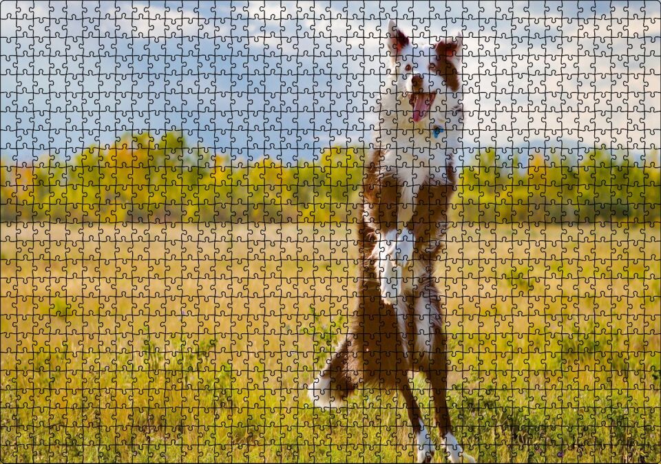 Sarı Çayırda Zıplayan Kahverengi Beyaz Köpek Puzzle Yapboz MDF Ahşap 1000 Parça 49 cm X 68 cm