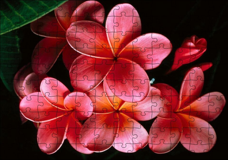 Büyük Kırmızı Yapraklı Plumeria Çiçeği Puzzle Yapboz MDF Ahşap