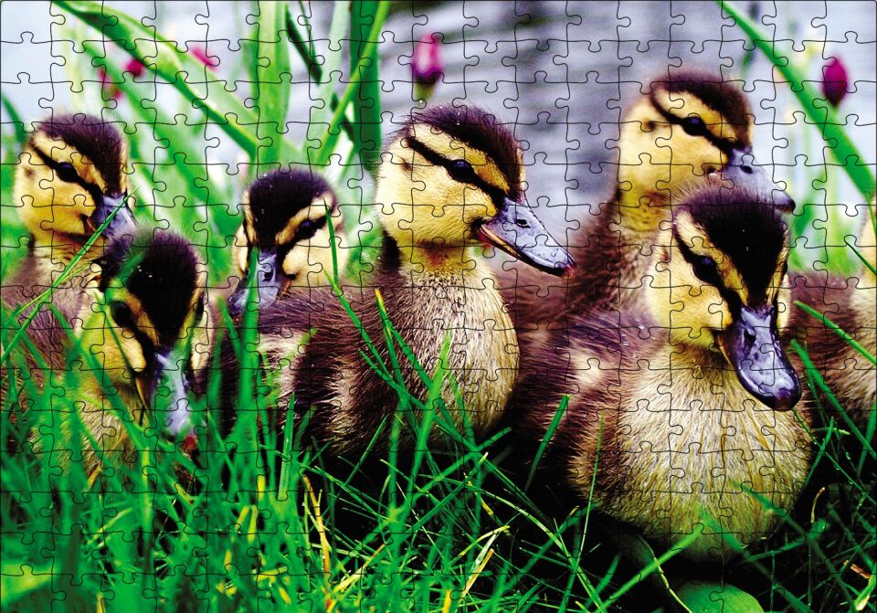 Çayırda Ördek Yavruları Puzzle Yapboz MDF Ahşap 255 Parça 34 cm X 49 cm