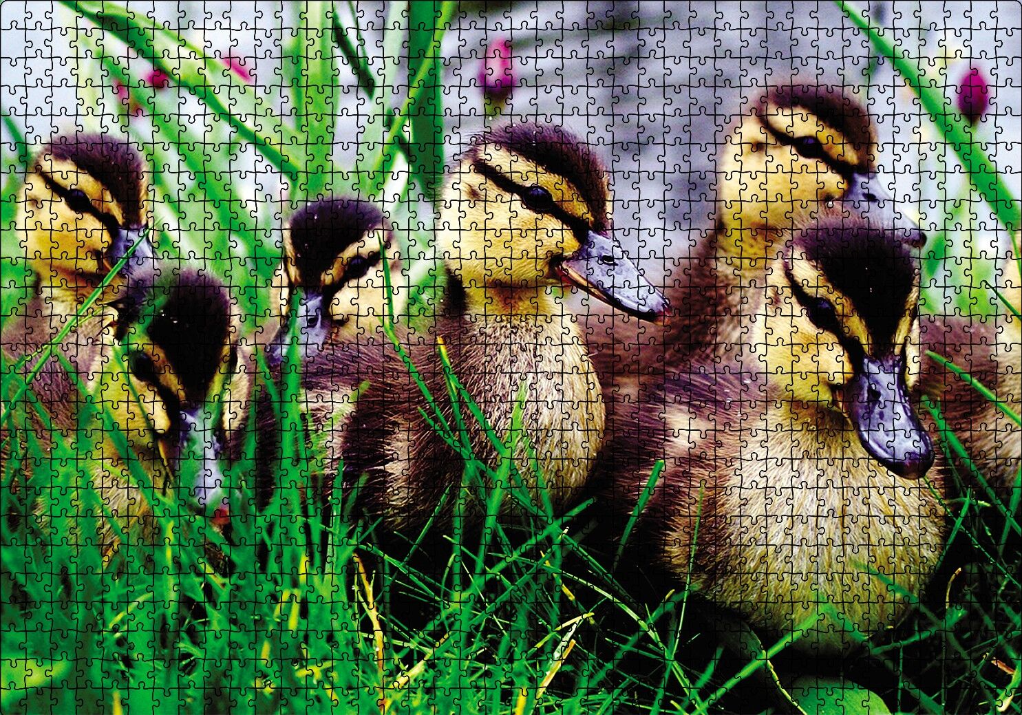 Çayırda Ördek Yavruları Puzzle Yapboz MDF Ahşap 1000 Parça 49 cm X 68 cm