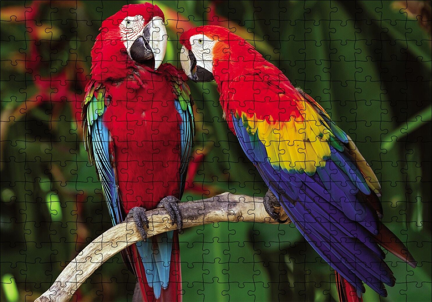 Amazon Papaganı Puzzle Yapboz MDF Ahşap 255 Parça 34 cm X 49 cm