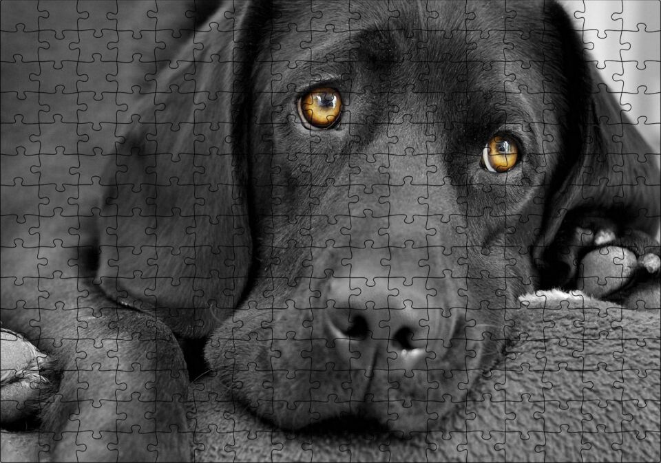 Kara Labrador, Üzgün Köpek Puzzle Yapboz MDF Ahşap 255 Parça 34 cm X 49 cm