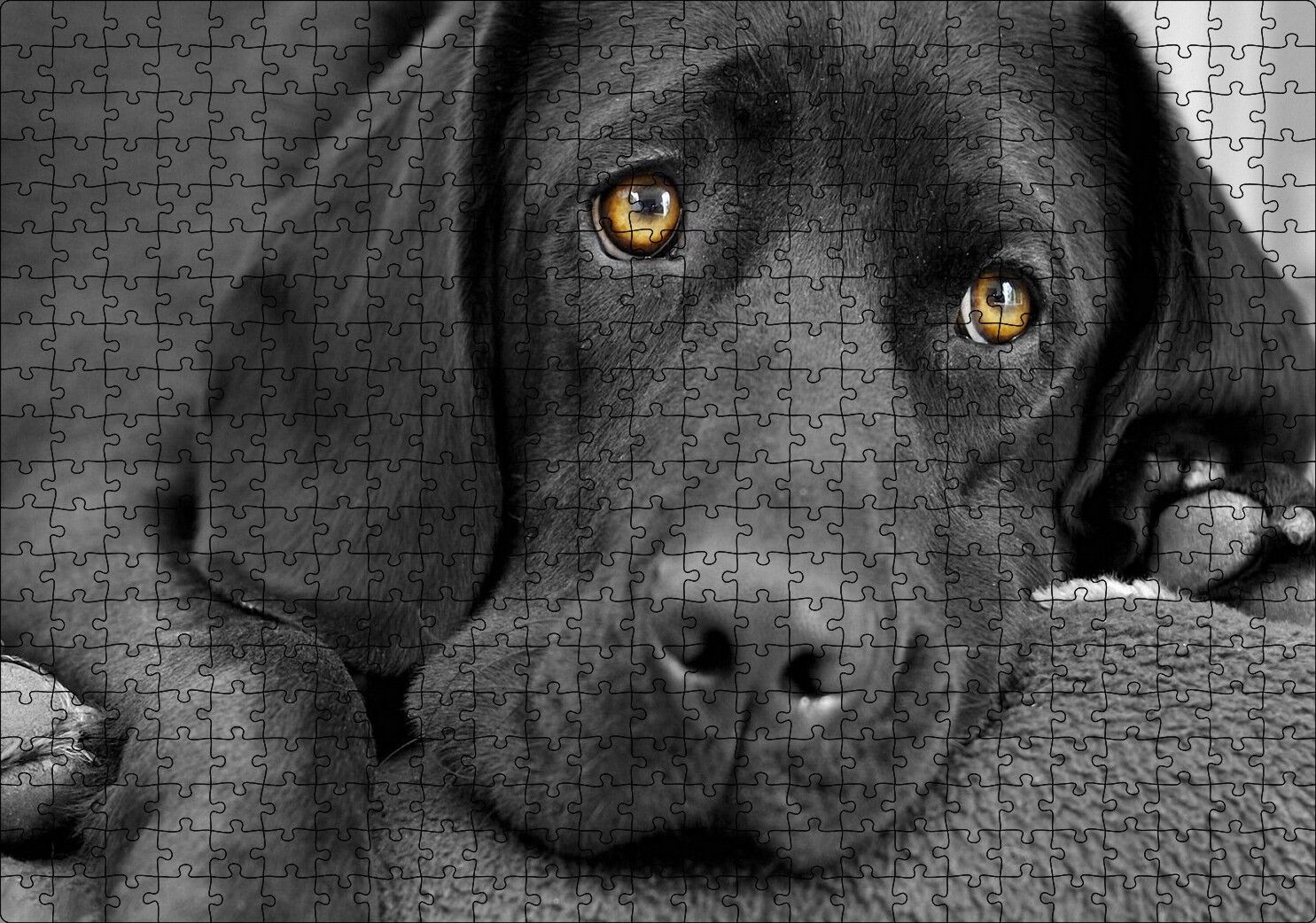 Kara Labrador, Üzgün Köpek Puzzle Yapboz MDF Ahşap 500 Parça 49 cm X 68 cm