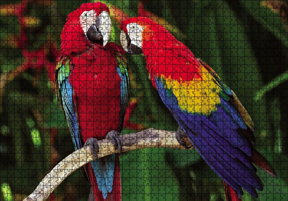 Amazon Papaganı Puzzle Yapboz MDF Ahşap 1000 Parça 49 cm X 68 cm