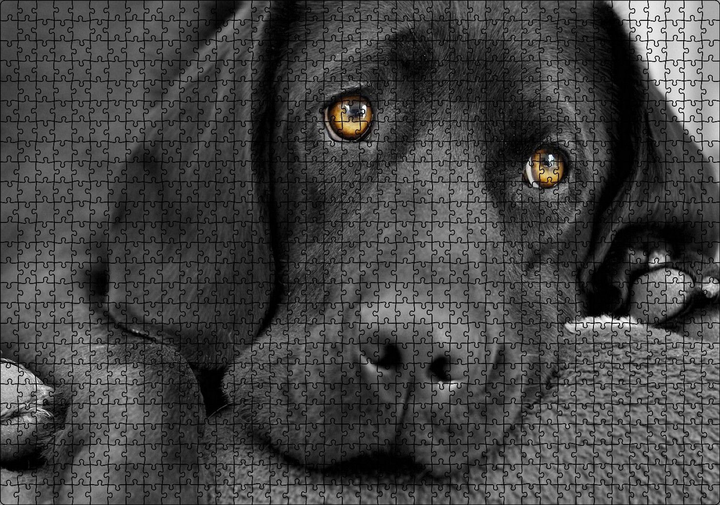 Kara Labrador, Üzgün Köpek Puzzle Yapboz MDF Ahşap 1000 Parça 49 cm X 68 cm