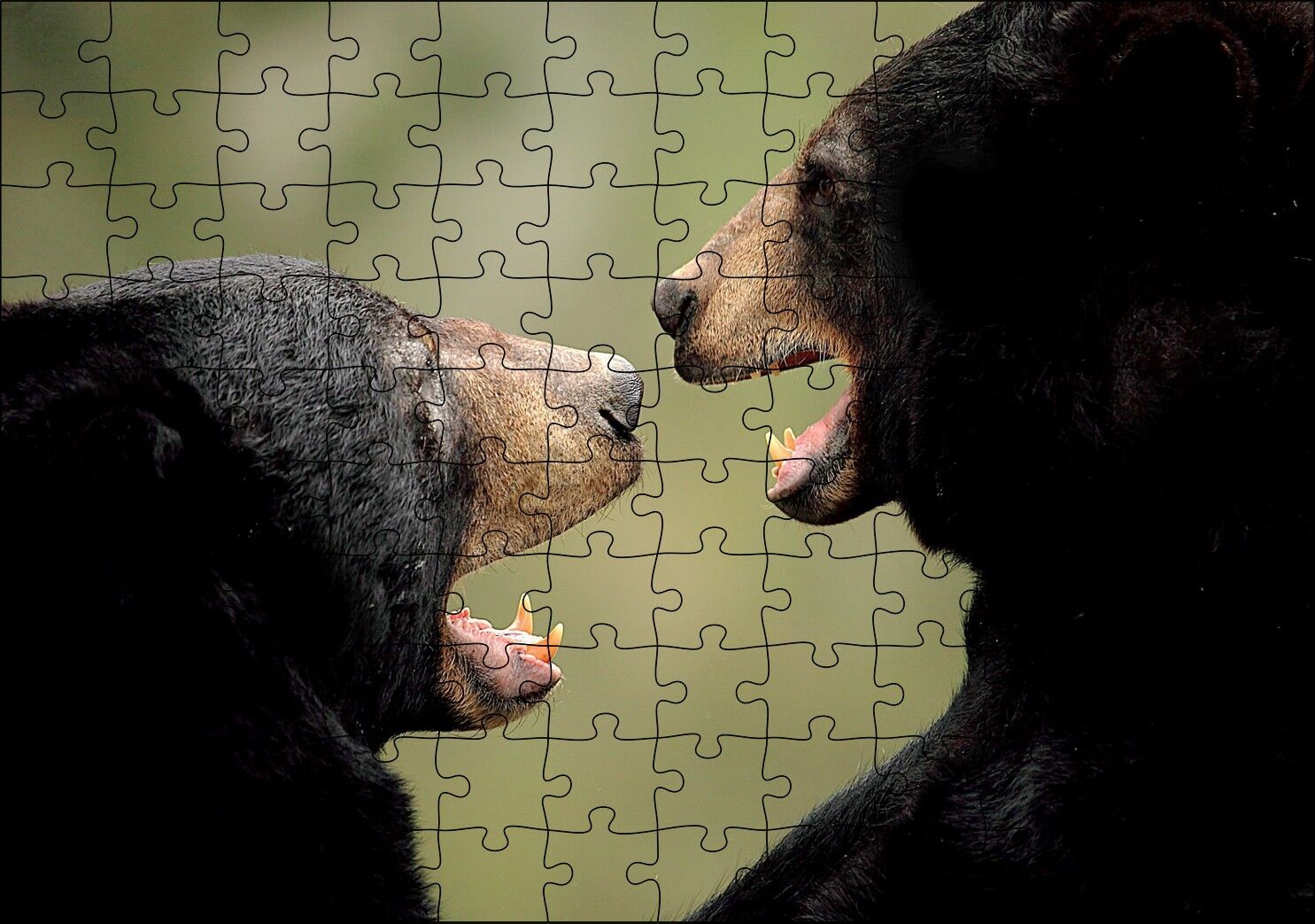 Dövüşen Kahverengi Ayılar Yakın Çekim Puzzle Yapboz MDF Ahşap