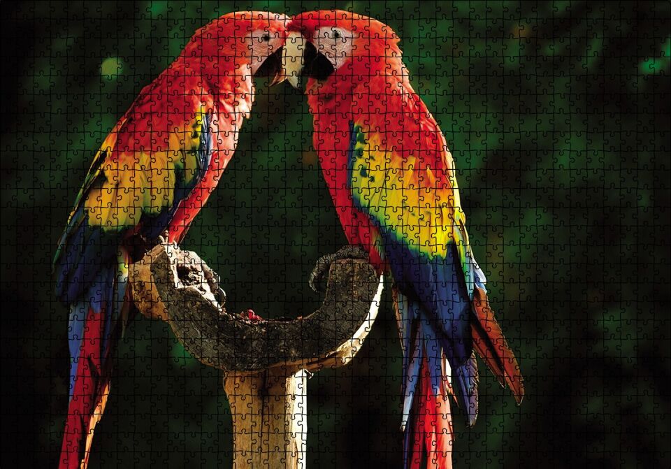 Aşık Papaganlar Puzzle Yapboz MDF Ahşap 1000 Parça 49 cm X 68 cm