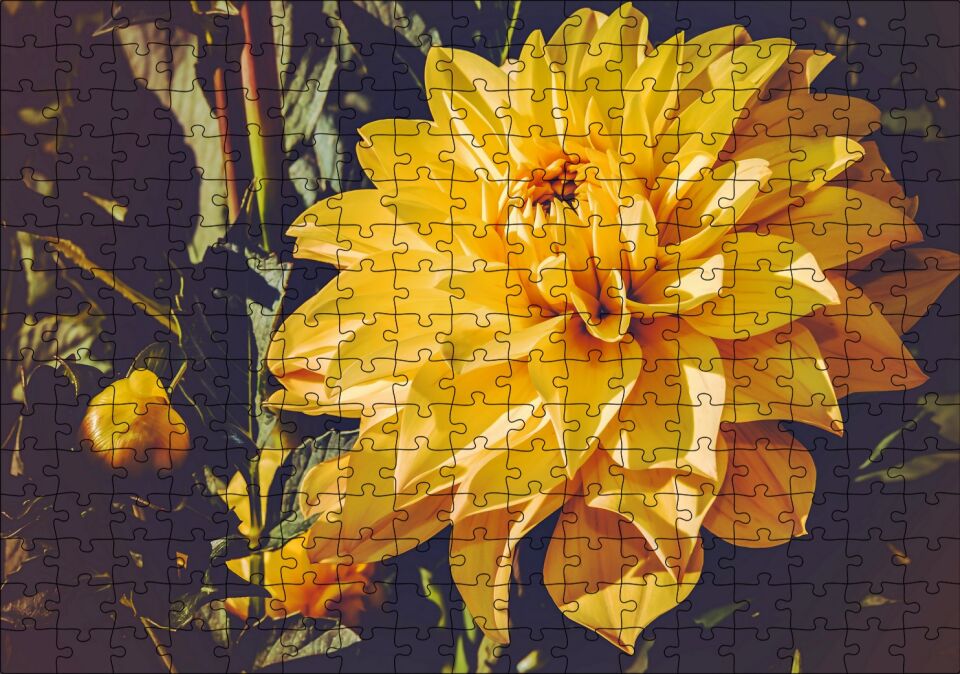 Sarı Yıldız Çiçeği Yakın Çekim Puzzle Yapboz MDF Ahşap 255 Parça 34 cm X 49 cm