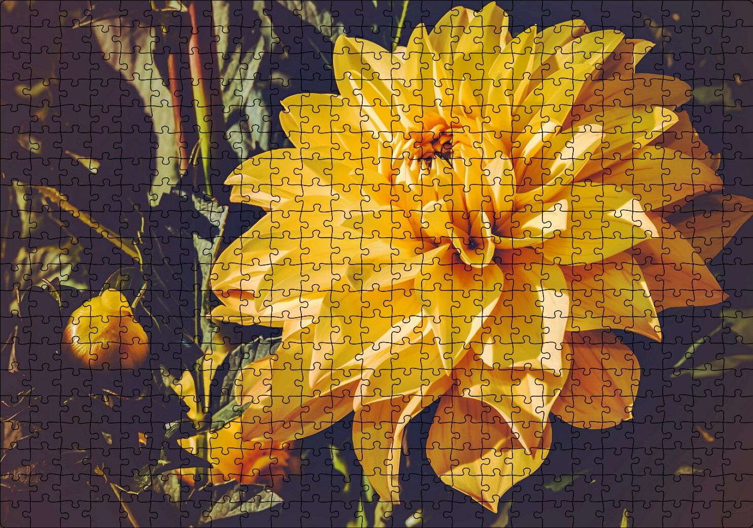 Sarı Yıldız Çiçeği Yakın Çekim Puzzle Yapboz MDF Ahşap 500 Parça 49 cm X 68 cm