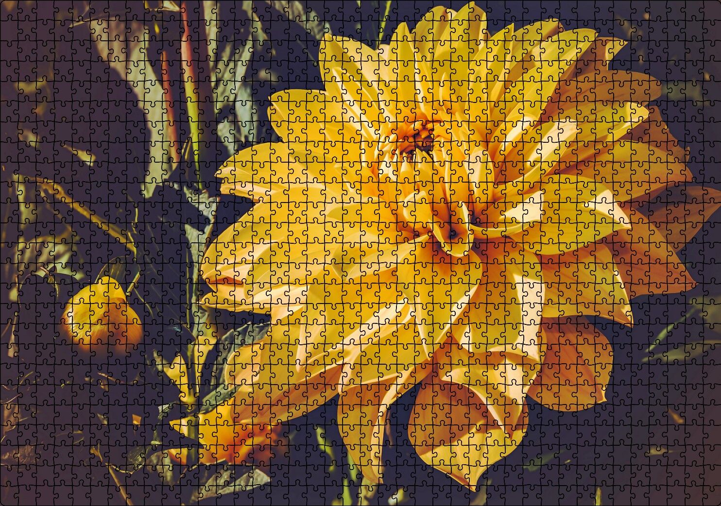 Sarı Yıldız Çiçeği Yakın Çekim Puzzle Yapboz MDF Ahşap 1000 Parça 49 cm X 68 cm