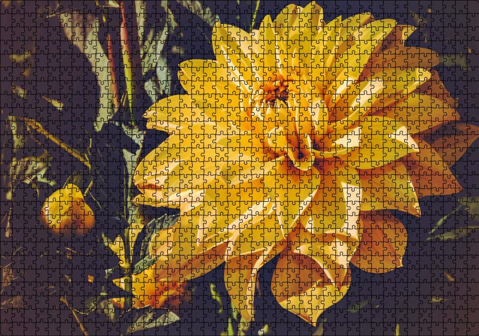 Sarı Yıldız Çiçeği Yakın Çekim Puzzle Yapboz MDF Ahşap 1000 Parça 49 cm X 68 cm