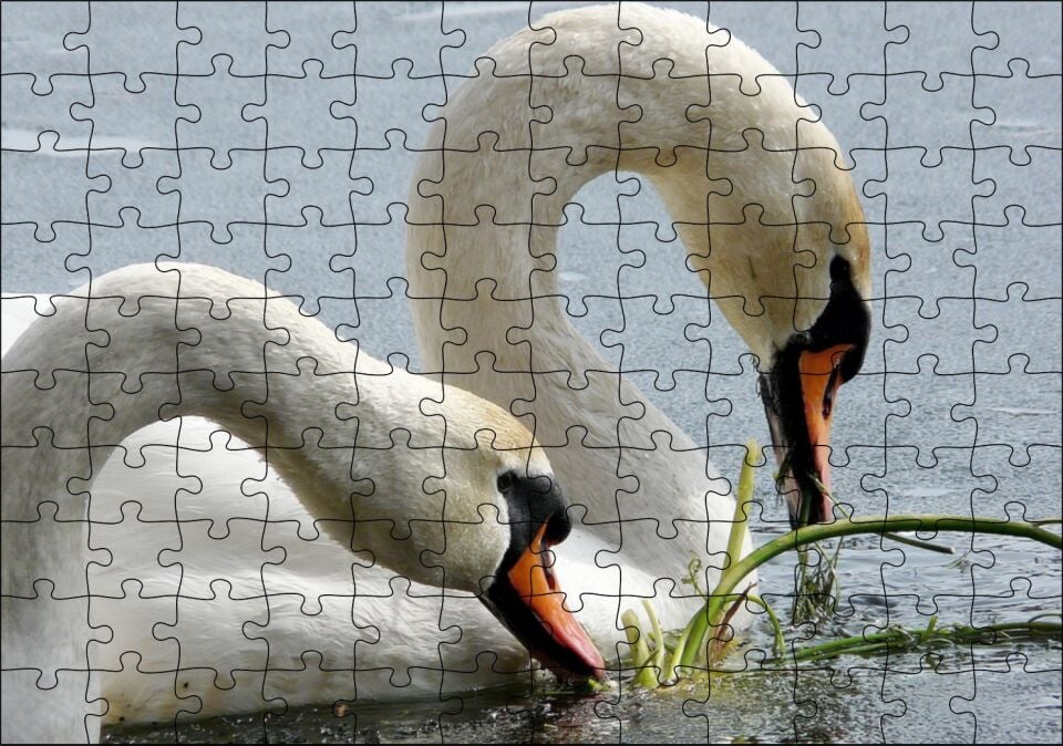 Gölde Beslenen Bir Çift Beyaz Kuğu Puzzle Yapboz MDF Ahşap