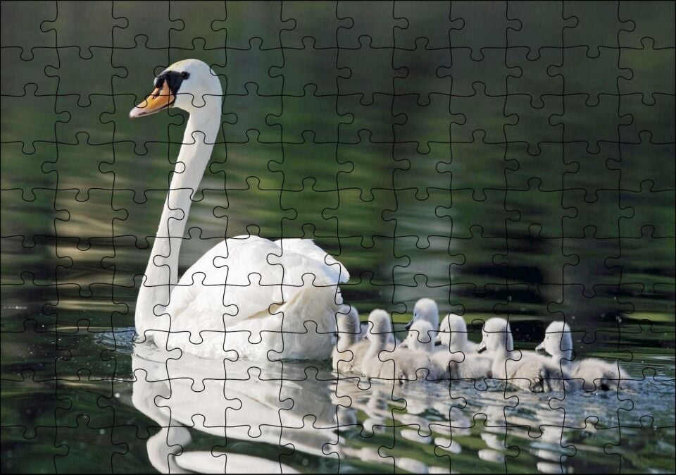 Gölde Yüzen Beyaz Kuğu ve Arkasında Yavruları Puzzle Yapboz MDF Ahşap