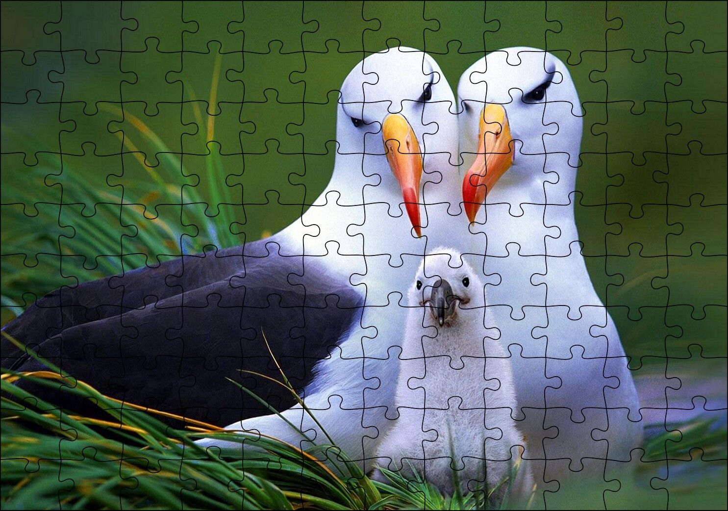 Albatross Kuşu Ailesi Puzzle Yapboz MDF Ahşap