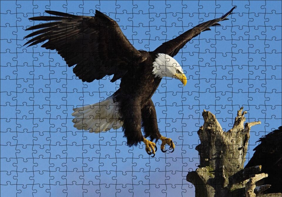 Beyaz Başlı Kartal Konuşu Puzzle Yapboz MDF Ahşap 255 Parça 34 cm X 49 cm