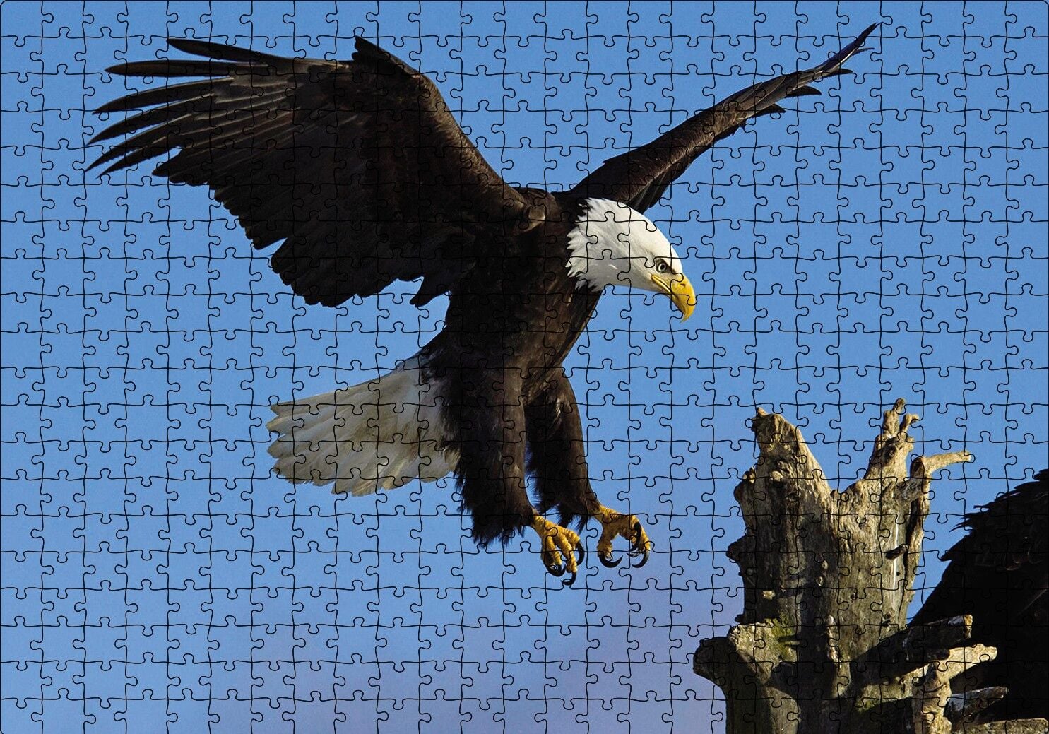 Beyaz Başlı Kartal Konuşu Puzzle Yapboz MDF Ahşap 500 Parça 49 cm X 68 cm