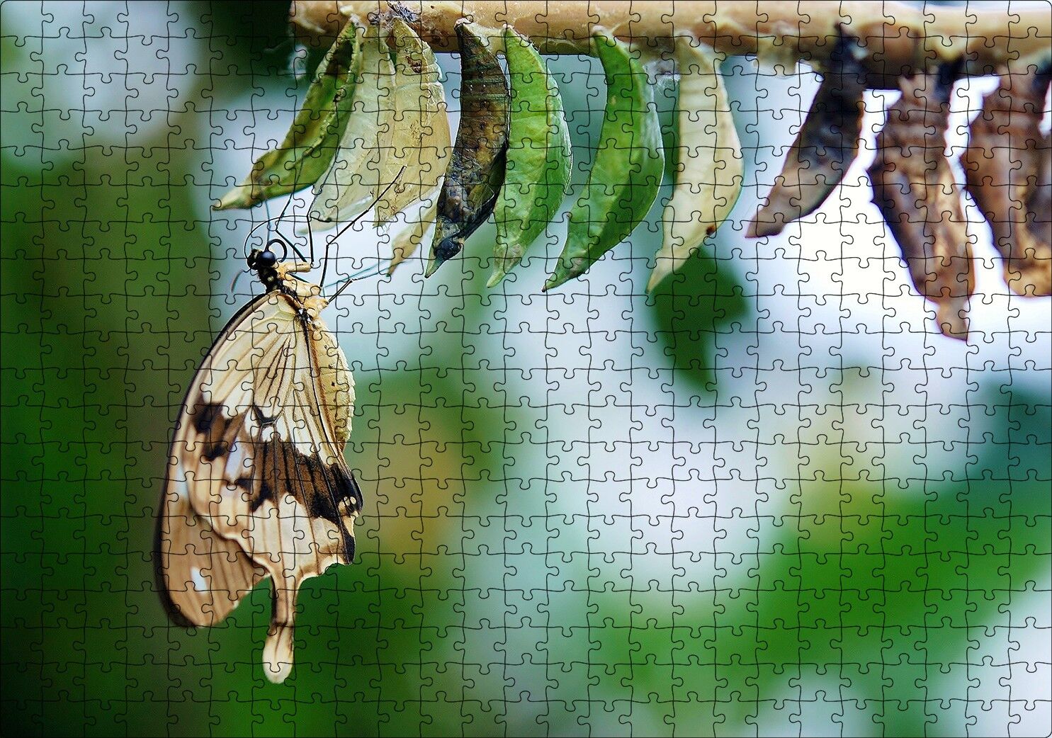 Kelebek Kozası Ve Renkli Kelebek Görseli Puzzle Yapboz MDF Ahşap 500 Parça 49 cm X 68 cm