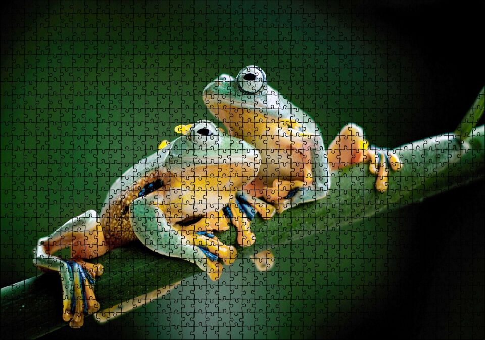 Yeşil Dalda Bir Çift Kurbağa Puzzle Yapboz MDF Ahşap 1000 Parça 49 cm X 68 cm