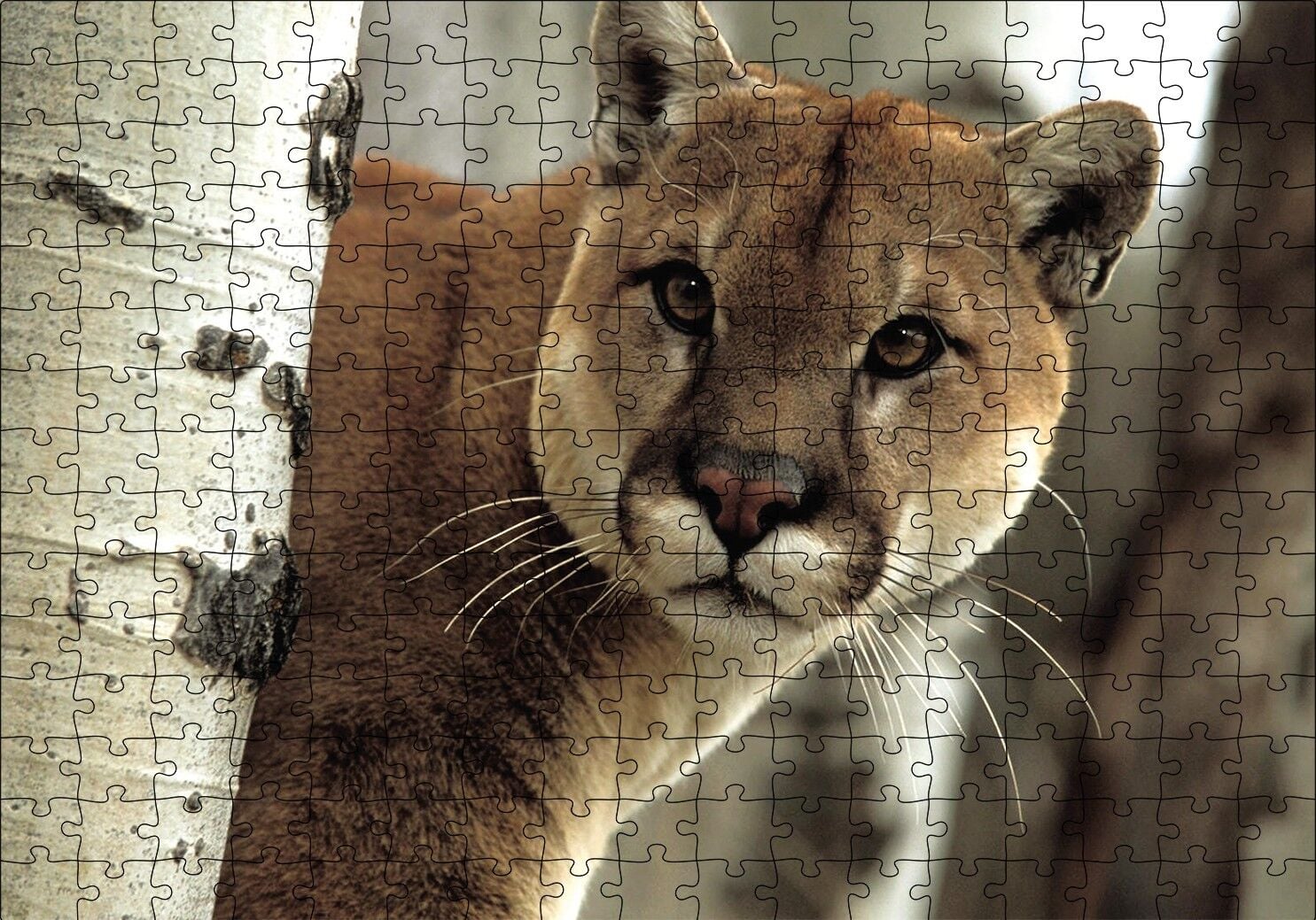 Doğadaki Puma Puzzle Yapboz MDF Ahşap 255 Parça 34 cm X 49 cm