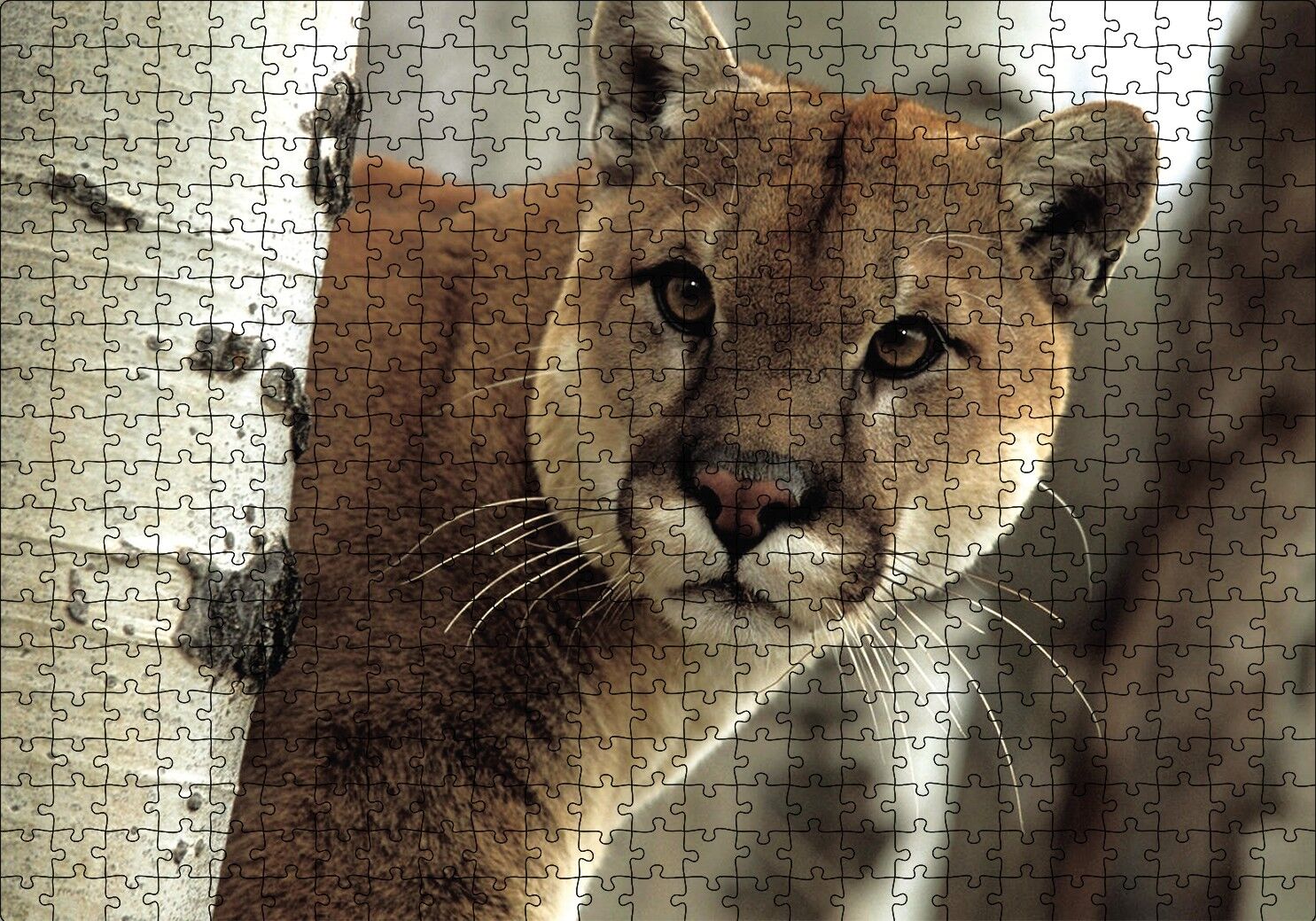 Doğadaki Puma Puzzle Yapboz MDF Ahşap 500 Parça 49 cm X 68 cm