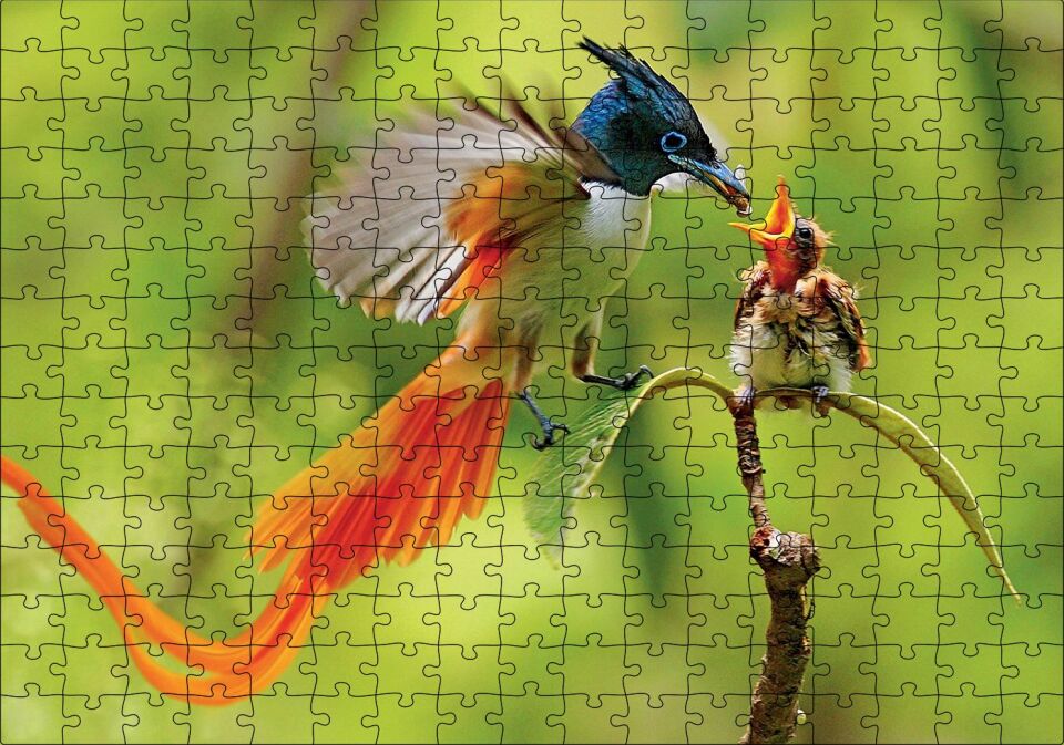 Sinekkapan Kuşu Yavrusunu Besliyor Puzzle Yapboz MDF Ahşap 255 Parça 34 cm X 49 cm