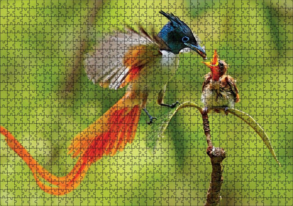 Sinekkapan Kuşu Yavrusunu Besliyor Puzzle Yapboz MDF Ahşap 1000 Parça 49 cm X 68 cm