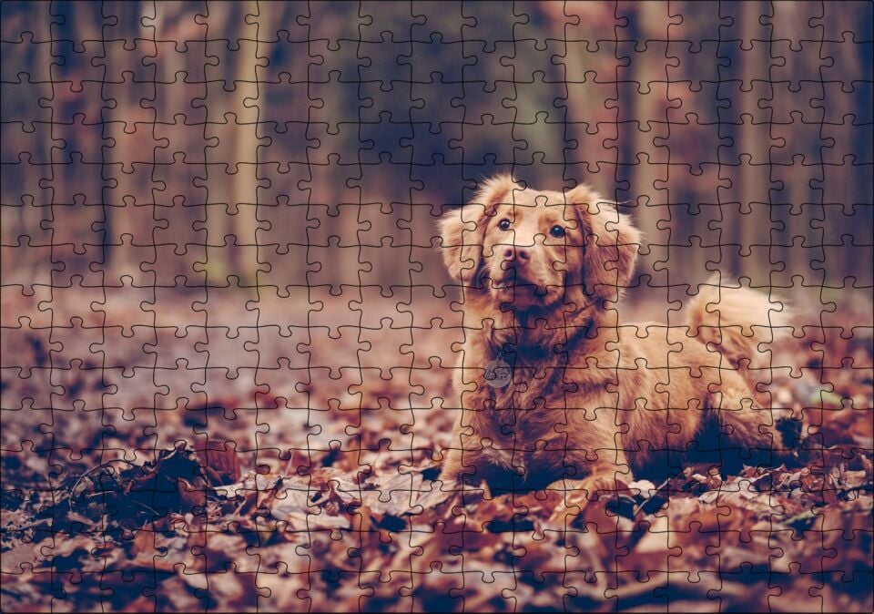 Sonbahar Yaprakları Üzerinde Oturan Kahverengi Köpek Puzzle Yapboz MDF Ahşap 255 Parça 34 cm X 49 cm