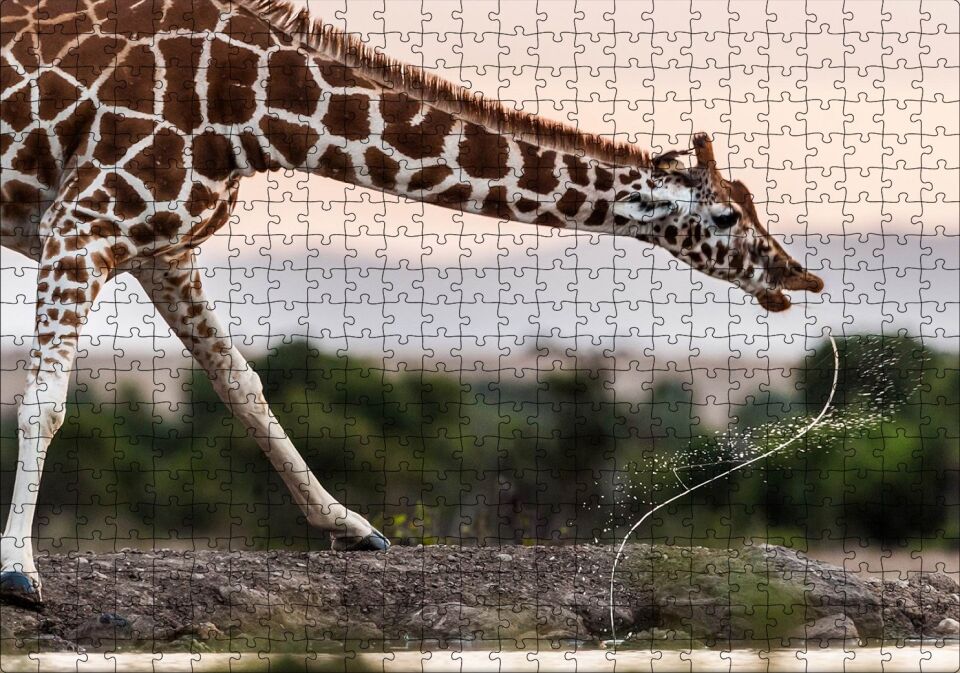 Su İçen Zurafa Puzzle Yapboz MDF Ahşap 500 Parça 49 cm X 68 cm