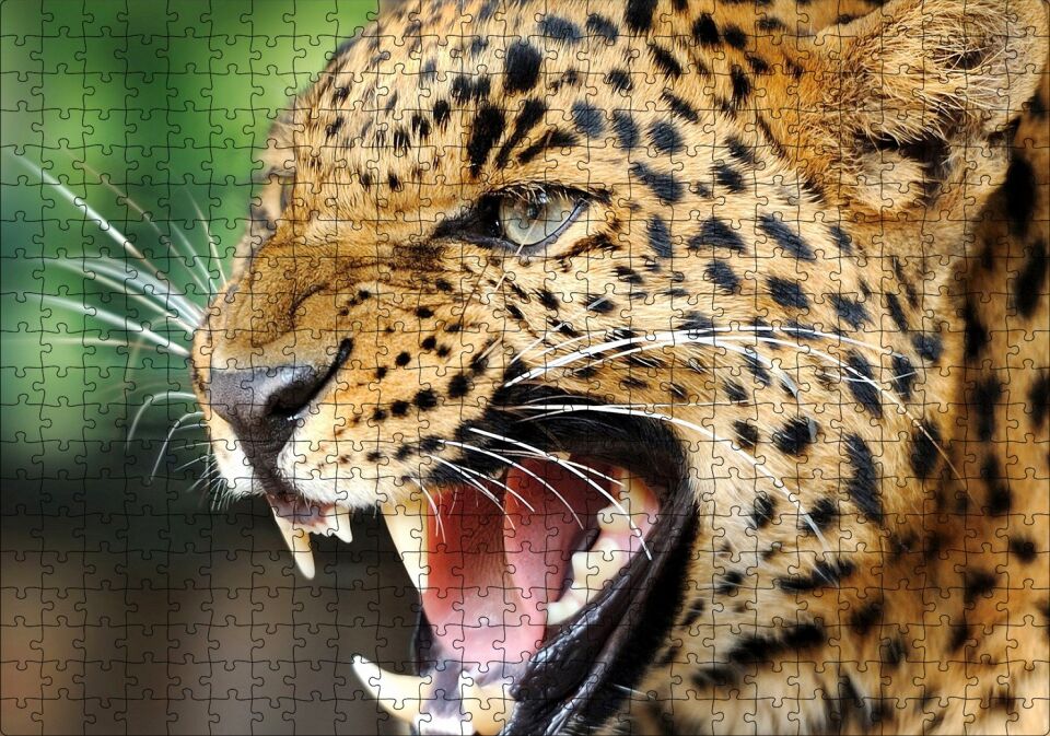 Kükreyen Güzel Leopar Görseli Puzzle Yapboz MDF Ahşap 500 Parça 49 cm X 68 cm