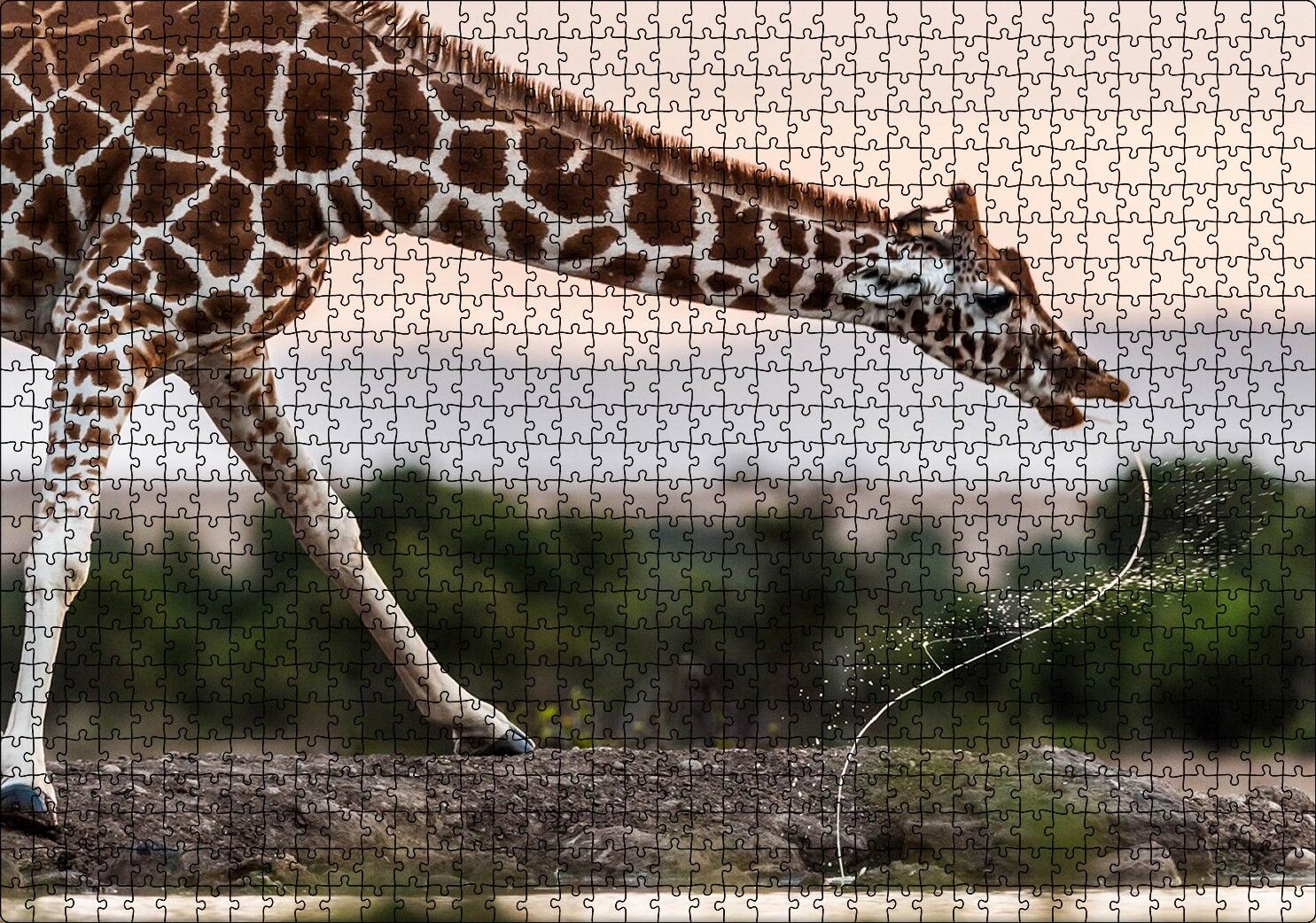 Su İçen Zurafa Puzzle Yapboz MDF Ahşap 1000 Parça 49 cm X 68 cm