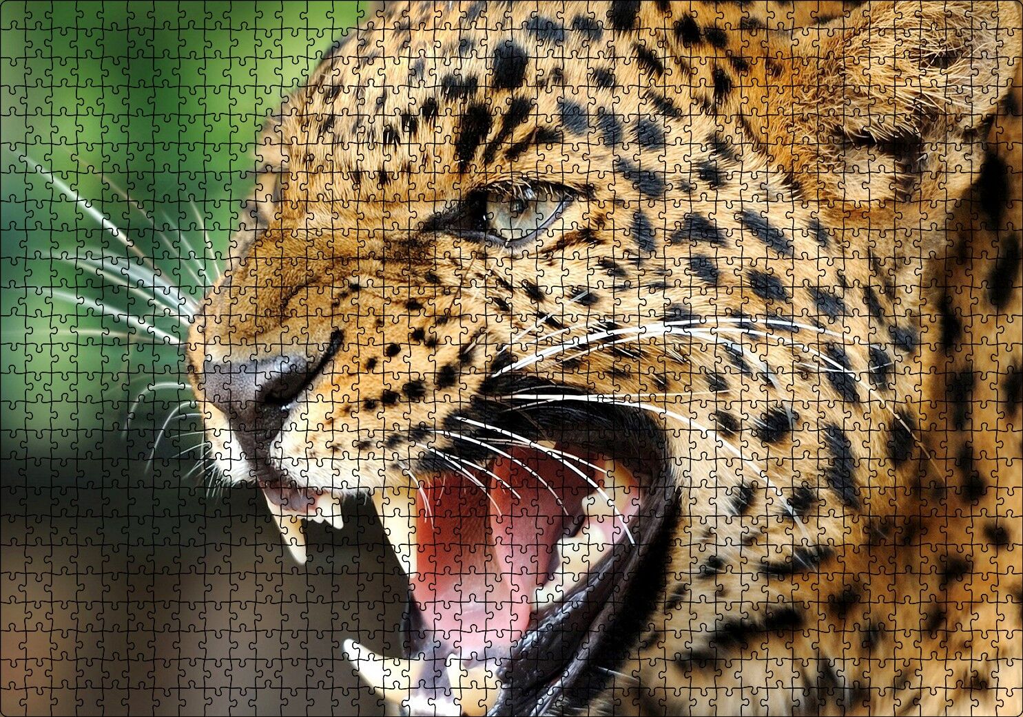 Kükreyen Güzel Leopar Görseli Puzzle Yapboz MDF Ahşap 1000 Parça 49 cm X 68 cm