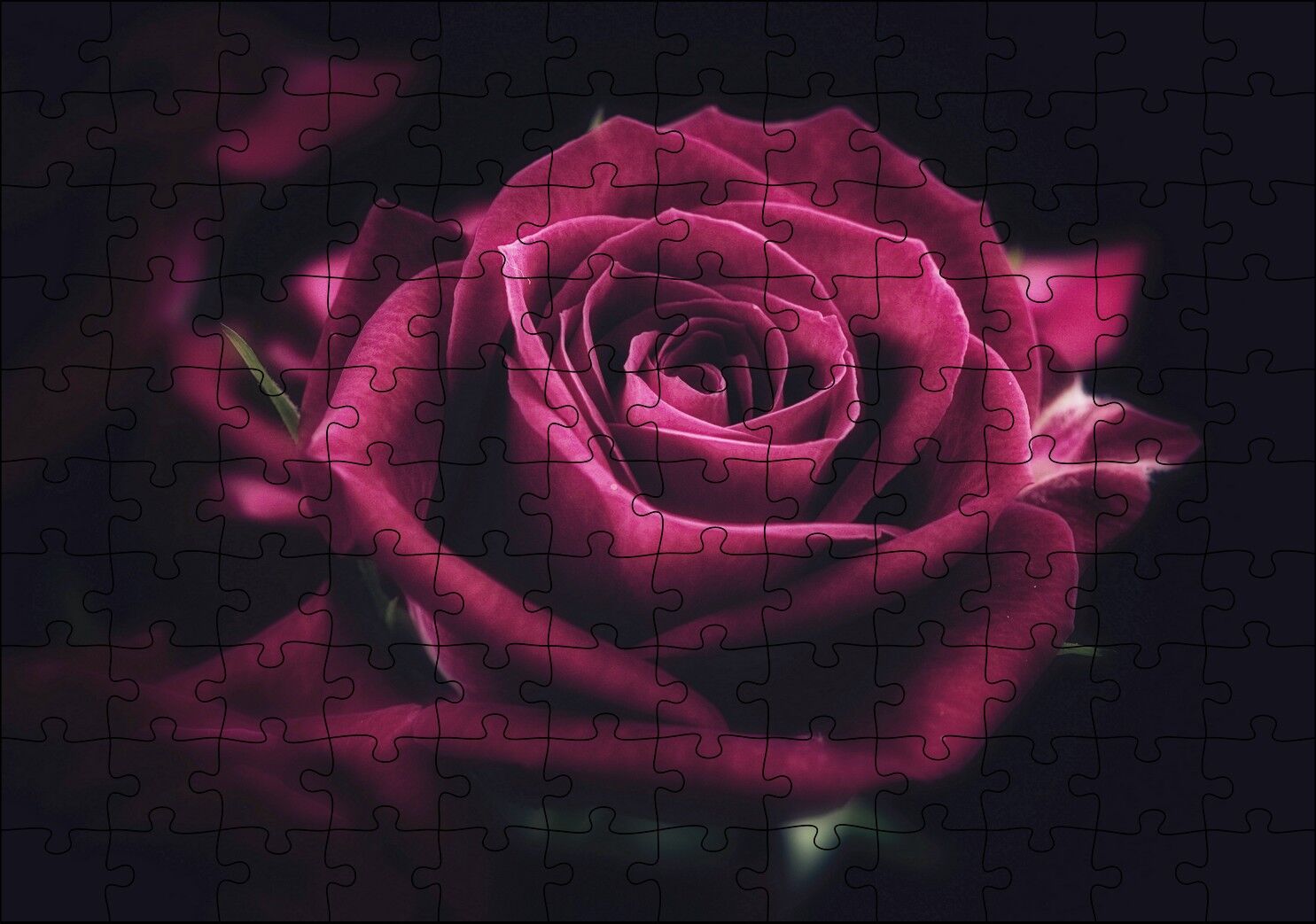 Kırmızı Kadife Gül Yakın Çekim Karanlık Arka Plan Puzzle Yapboz MDF Ahşap