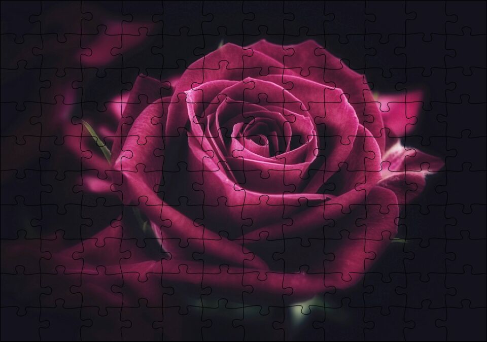 Kırmızı Kadife Gül Yakın Çekim Karanlık Arka Plan Puzzle Yapboz MDF Ahşap