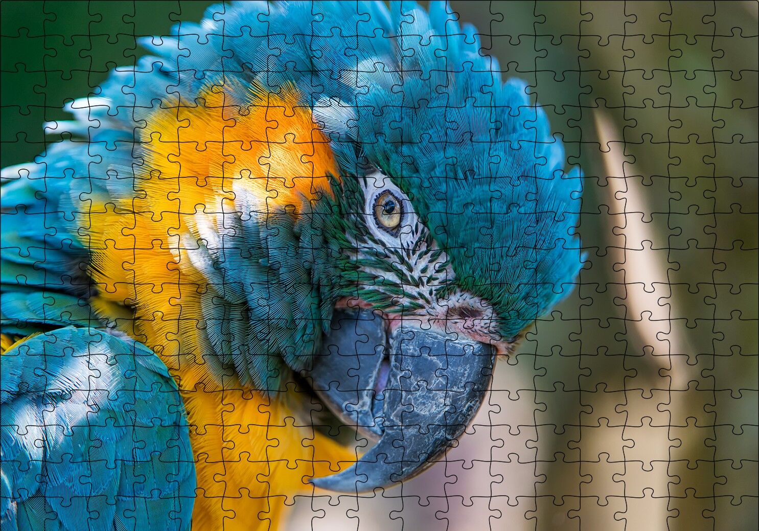 Mavi ve Sarı Macaw Papağanı Yakın Plan Puzzle Yapboz MDF Ahşap 255 Parça 34 cm X 49 cm