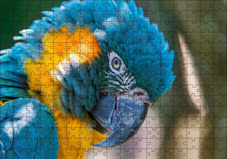 Mavi ve Sarı Macaw Papağanı Yakın Plan Puzzle Yapboz MDF Ahşap 255 Parça 34 cm X 49 cm