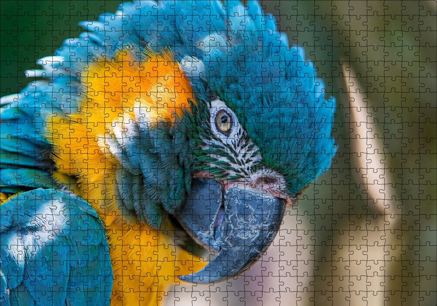 Mavi ve Sarı Macaw Papağanı Yakın Plan Puzzle Yapboz MDF Ahşap 500 Parça 49 cm X 68 cm