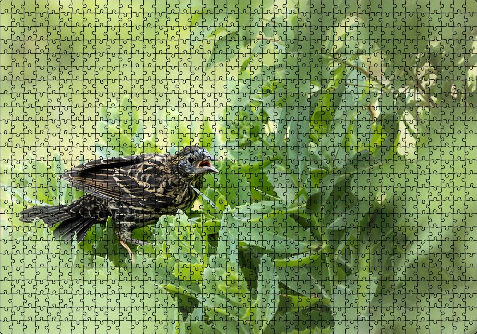 Yeşil Yaprakların Arasındaki Bıldırcın Puzzle Yapboz MDF Ahşap 1000 Parça 49 cm X 68 cm