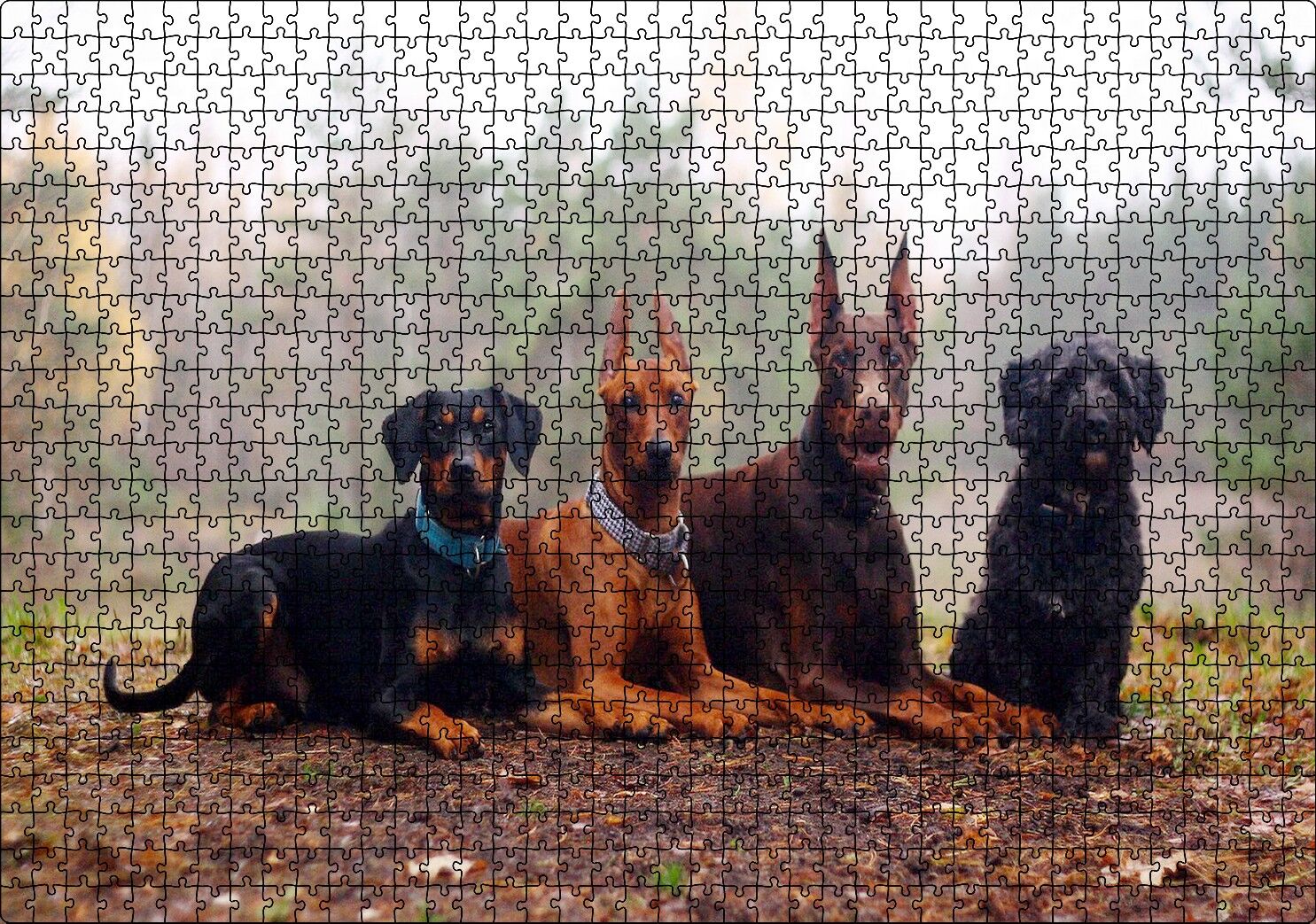Sonbahar Yaprakları Üzerindeki 4 Köpek Puzzle Yapboz MDF Ahşap 1000 Parça 49 cm X 68 cm