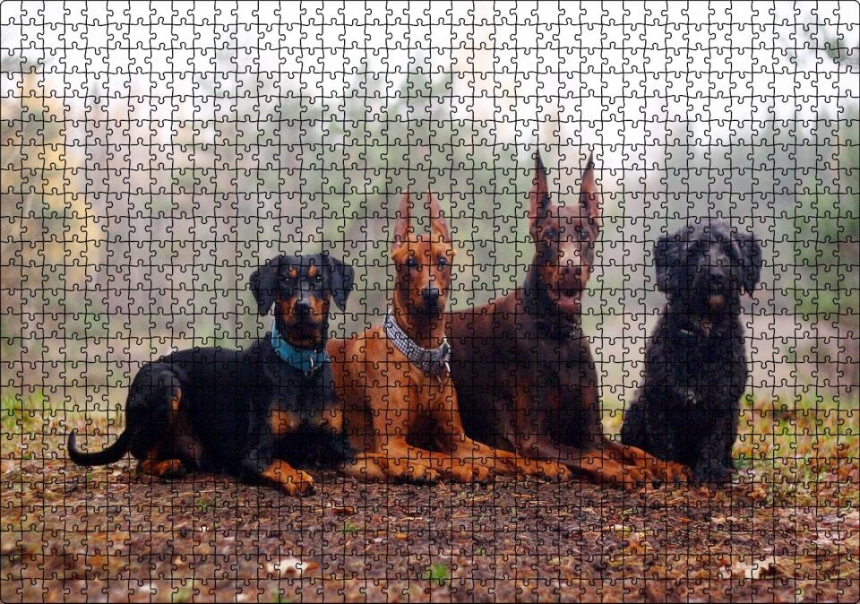 Sonbahar Yaprakları Üzerindeki 4 Köpek Puzzle Yapboz MDF Ahşap 1000 Parça 49 cm X 68 cm