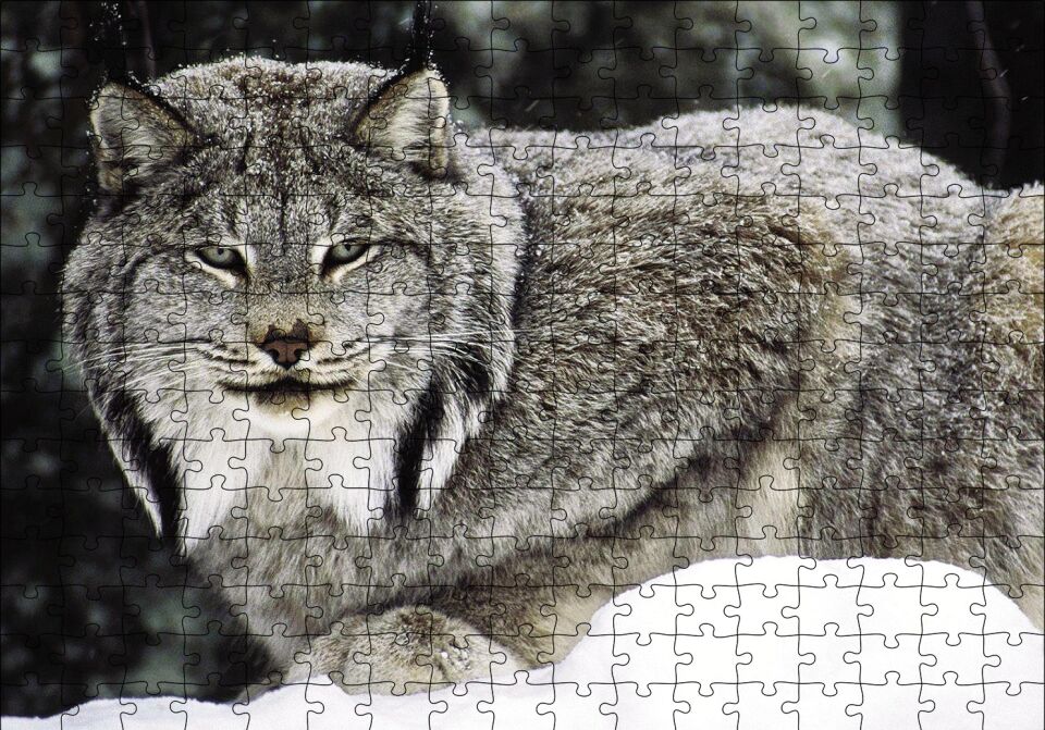 Doğada Kanada Vaşağı Puzzle Yapboz MDF Ahşap 255 Parça 34 cm X 49 cm