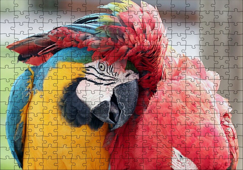 İki Amerika Papağanı Sarılmaca Görseli Puzzle Yapboz MDF Ahşap 255 Parça 34 cm X 49 cm