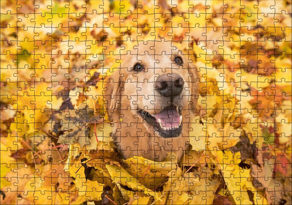 Sonbahar Yaprakları Üzerindeki Kahverengi Köpek Puzzle Yapboz MDF Ahşap 255 Parça 34 cm X 49 cm
