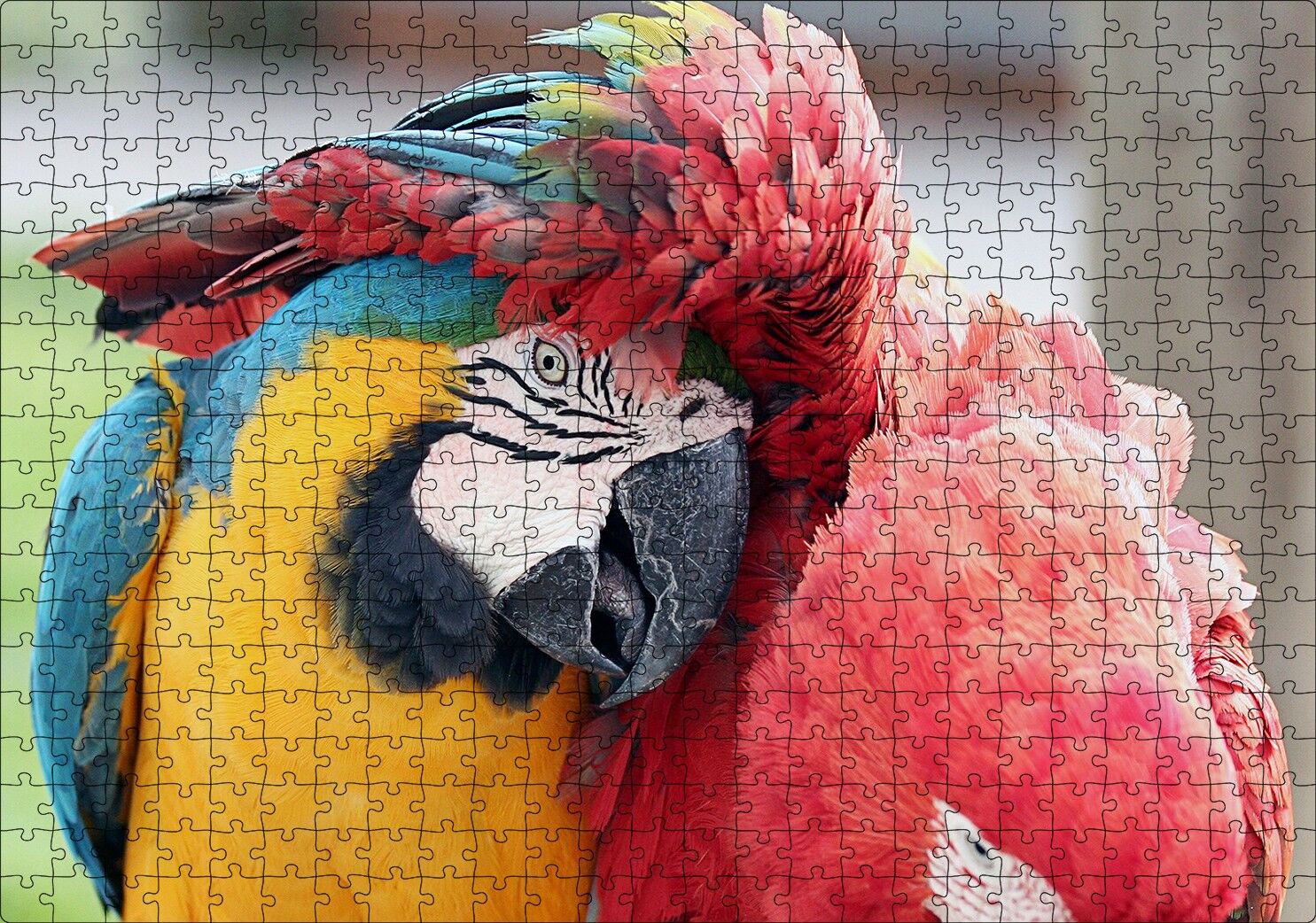 İki Amerika Papağanı Sarılmaca Görseli Puzzle Yapboz MDF Ahşap 500 Parça 49 cm X 68 cm