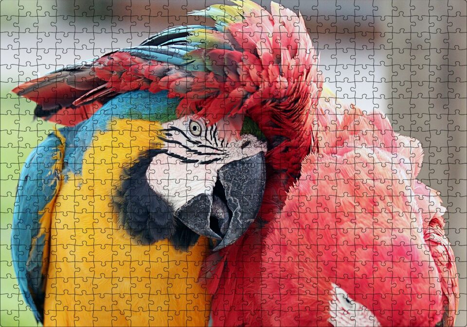 İki Amerika Papağanı Sarılmaca Görseli Puzzle Yapboz MDF Ahşap 500 Parça 49 cm X 68 cm