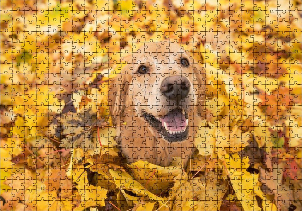 Sonbahar Yaprakları Üzerindeki Kahverengi Köpek Puzzle Yapboz MDF Ahşap 500 Parça 49 cm X 68 cm