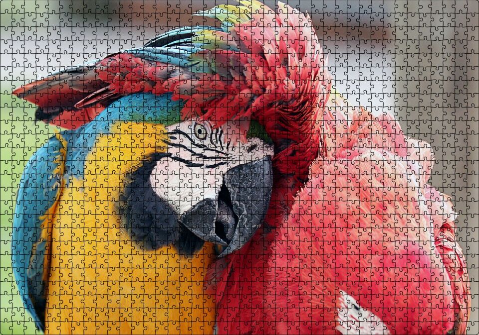 İki Amerika Papağanı Sarılmaca Görseli Puzzle Yapboz MDF Ahşap 1000 Parça 49 cm X 68 cm