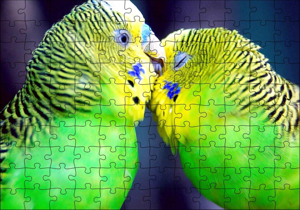 İki Muhabbet Kuşu Görseli Puzzle Yapboz MDF Ahşap 120 Parça 24 cm X 34 cm
